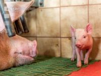 Ferkel 2 Wochen alt 42