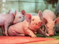 Ferkel 2 Wochen alt 41