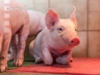 Ferkel 2 Wochen alt 40