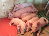 Ferkel 2 Wochen alt 39