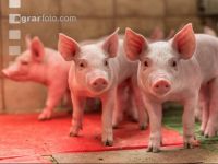 Ferkel 2 Wochen alt 38