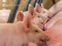 Ferkel 2 Wochen alt 36