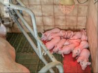 Ferkel 2 Wochen alt 35