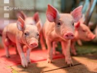 Ferkel 2 Wochen alt 34