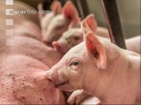 Ferkel 2 Wochen alt 33