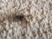 Moth fly