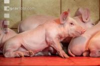 Ferkel 2 Wochen alt 29