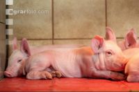 Ferkel 2 Wochen alt 28