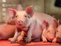Ferkel 2 Wochen alt 27
