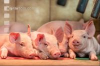 Ferkel 2 Wochen alt 26