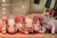 Ferkel 2 Wochen alt 25