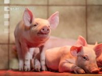 Ferkel 2 Wochen alt 23