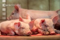 Ferkel 2 Wochen alt 20