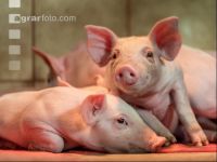 Ferkel 2 Wochen alt 19