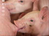 Ferkel 2 Wochen alt 18
