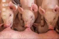 Ferkel 2 Wochen alt 17