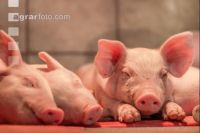 Ferkel 2 Wochen alt 12