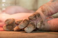 Claws from mother sow 1