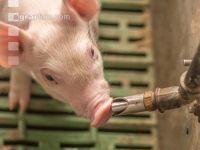 Ferkel 2 Wochen alt 6