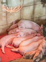 Ferkel 2 Wochen alt 4