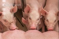 Ferkel 2 Wochen alt 3