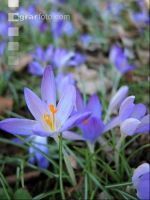 Krokus 9