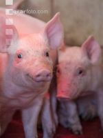 Ferkel vor Absetzen 8