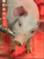 Ferkel vor Absetzen 5