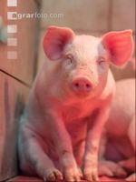 Ferkel vor Absetzen 1