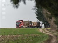 Holztransport mit LKW 2