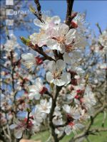 Marille Blüte 34