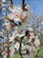 Marille Blüte 35