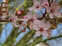 Biene Frühling 1
