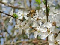 Biene Frühling 2