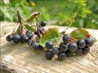 Aronia 3