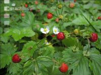 Walderdbeere 4