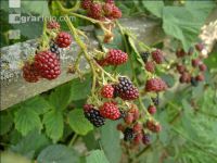Brombeeren 14