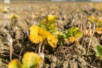 Glyphosat auf Zwischenfrucht 4