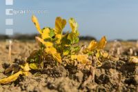 Glyphosat auf Zwischenfrucht 3