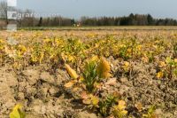 Glyphosat auf Zwischenfrucht 1