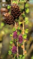 Larch blossom 9