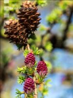 Larch blossom 8