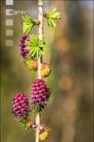 Larch blossom 6