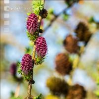 Larch blossom 5