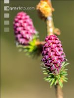 Larch blossom 4