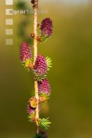 Larch blossom 7