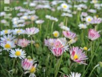 Gänseblümchen 4
