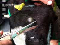 Dehorning cow 1
