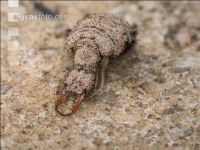 Antlion 8