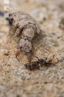 Antlion 7